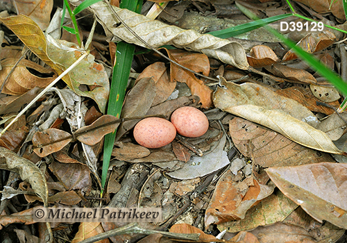 Common Pauraque (Nyctidromus albicollis)